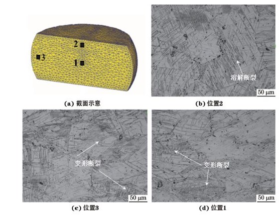 圖３ 在９８０ ℃、應(yīng)變速率為０．０１０s－１下壓縮至應(yīng)變量為３０％后GH４１６９合金不同區(qū)域的顯微組織