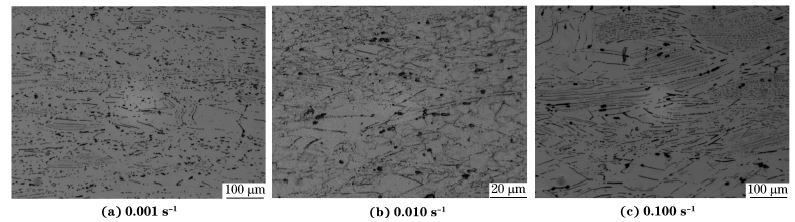圖６ 在９８０ ℃、不同應(yīng)變速率下壓縮至應(yīng)變量為７０％后GH４１６９合金的顯微組織