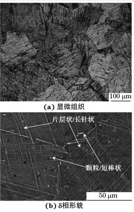 圖１ 經 DP處理后 GH４１６９合金的顯微組織和δ相形貌