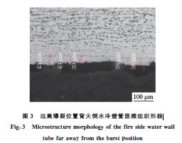 圖３ 遠(yuǎn)離爆裂位置背火側(cè)水冷壁管顯微組織形貌