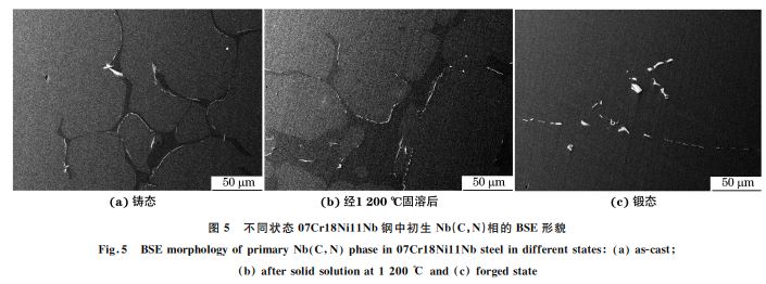 圖5 不同狀態(tài)07Cr18Ni11Nb鋼中初生 Nb(C，N)相的 BSE形貌